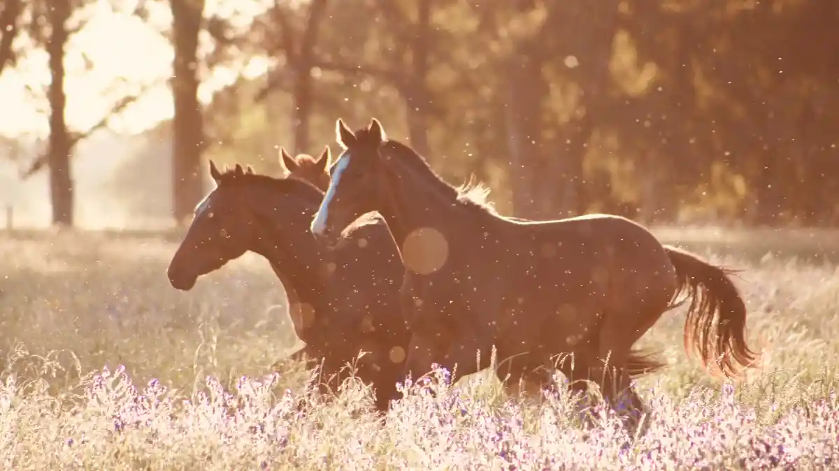 Ką reiškia sapnuoti Arklį? 🐎 Sapnai apie Arklius 🔮 Sapnininkas bling.lt