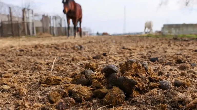 Sapnuoti mėšlą