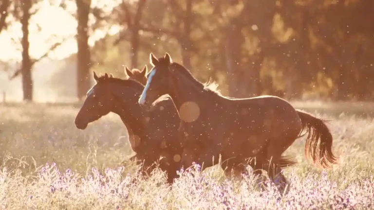 Interpretación de soñar con caballos