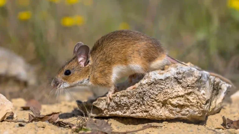 Interpretación de soñar con ratones