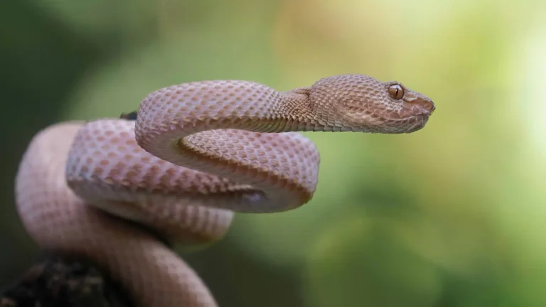 Interpretación de soñar con una serpiente