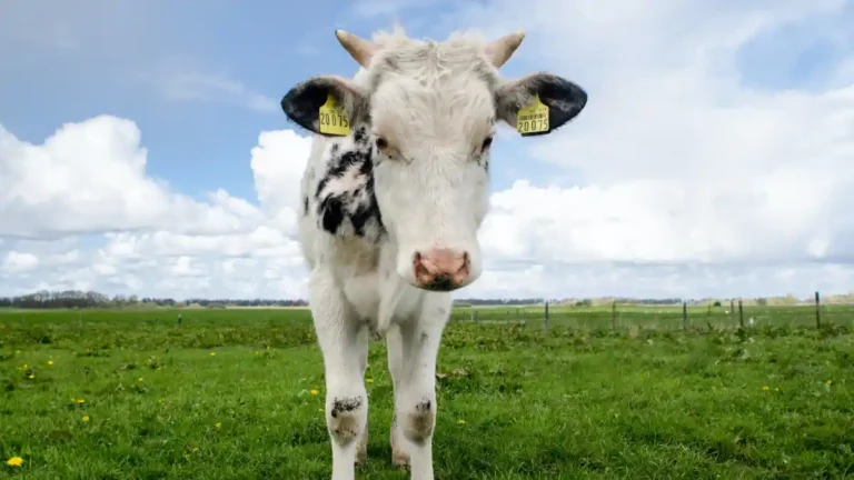 Soñar con una vaca y su significado